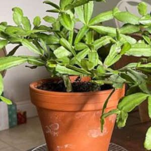 Why No Blooms? (SOLVED)
