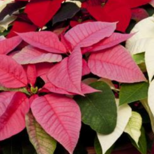 10 Tips on Growing Poinsettia Plants