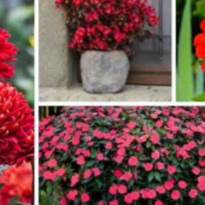 10 Beautiful Bold Red Annuals For your Garden