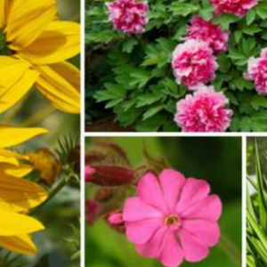 17 Full Sun Perennials for Your Garden (Photos)