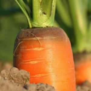 Good and Bad Carrot Companion Plants