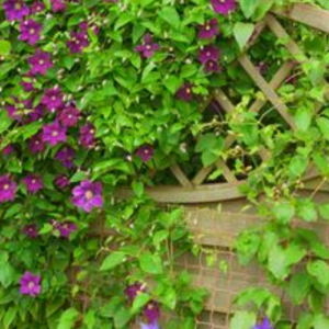 10 Plants for Privacy and Beauty