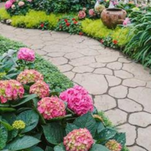 10 Plants for a Shaded Walkway