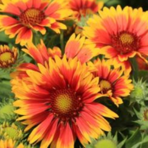 Growing Guide: How to Grow Blanket Flower