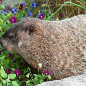 Tips to Get Rid of Groundhogs