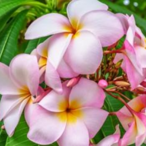 5 Different Types of Plumeria (Photos)