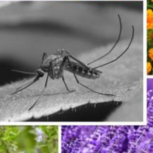 10 Fragrant Plants That Repel Mosquitoes