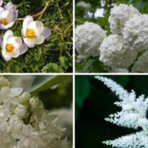 15 White Colored Plants for a Gorgeous White Garden