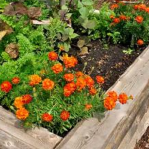 15 Raised Wooden Garden Bed Designs