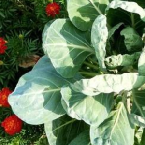 Good and Bad Cabbage Companion Plants
