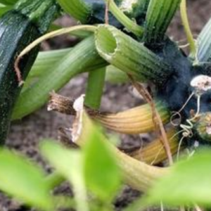 Good and Bad Zucchini Companion Plants