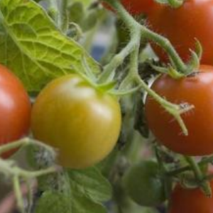 Good and Bad Companion Plants for Tomatoes