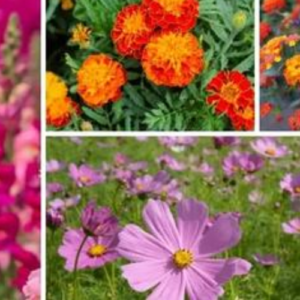 11 Perfect Drought-Resistant Annuals