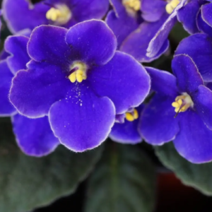 11 Tips for Growing African Violets and Keeping Them Blooming All Year Round