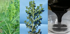 Lactuca Serriola (Prickly Lettuce): Discover the hidden treasures of this wild medicinal plant
