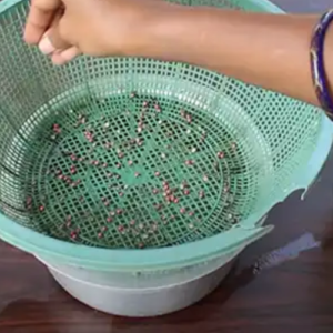 Grow Coriander at home in water