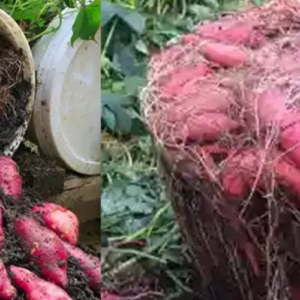 Homemade Fertilizers for Thriving Container Sweet Potato Growth