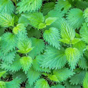 Harnessing the Power of Nettle Fertilizer Pesticide for Sustainable Agriculture