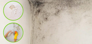 The ultimate remedy for mold on walls: eliminate it forever