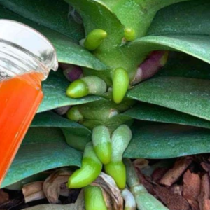 One cup per month of this ingredient: the roots and flowers will bloom all year round