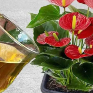 This water allows the plants on your balcony or garden to bloom for a whole year.