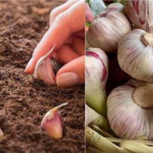 How to grow garlic and onion in pots: tips and tricks