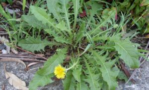 Discover The Hidden Treasure In Your Garden: Why This Plant Is Worth Its Weight In Gold!