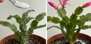 Autumn awakening: bring houseplants to life with a little secret