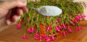 Caring for the Decembrist (Christmas Cactus) in Winter: Dos and Don’ts