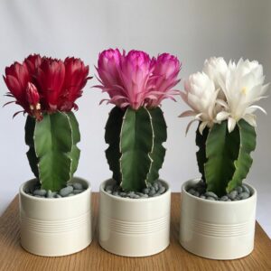The Christmas Cactus: How to Make It Bloom Spectacularly Every Winter