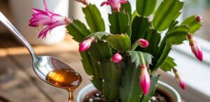How to Propagate Christmas Cactus for a Home Full of Blooms: A Step-by-Step Guide