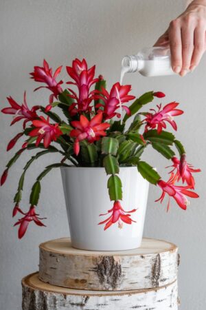 How to Force Your Christmas Cactus to Bloom Just in Time for the Holidays