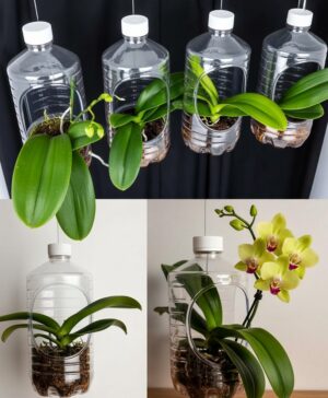 Can You Grow Orchids from a Leaf? The Truth About Propagation