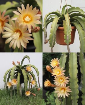 Make your Fish Bone Cactus bloom faster with tricks that will surprise you and your guests as to how quickly they can grow with proper care.