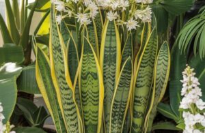 How to Make a Mother-in-Law’s Tongue (Sansevieria)