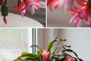 Christmas Cactus: This Simple Trick Makes It Bloom Like Magic