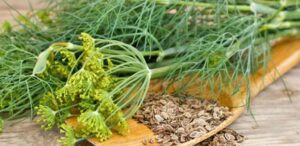 My eyes are my livelihood. How I cured cataracts with dill seeds