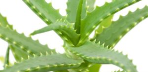 Aloe Vera Macerate Recipe – Anticancer and Hepatoprotective Effect