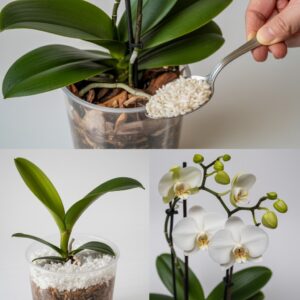 If Your Orchids Won’t Bloom, Try This Simple Rice Trick