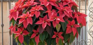 Poinsettia (Christmas Star): Why is she dying and how can she be saved?