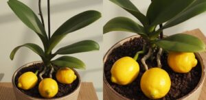 Revive Your Orchid Instantly: The “1-Drop” Trick That Restores Any Plant’s Life