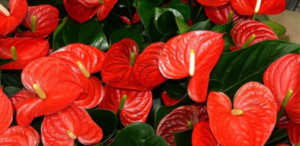 4 tips to make your red anthurium bloom easily