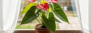 Is your Anthurium no longer flowering? Here’s the Magic Powder for non-stop flowering all year round!