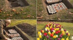 How to Plant Flower Bulbs in Egg Cartons: A Simple, Eco-Friendly Guide