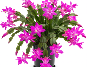 Never Buy a Christmas Cactus Again The Ultimate Propagation Guide