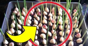 🧄 Fresh Garlic Forever: Multiply It Infinitely at Home with This Pro Trick!