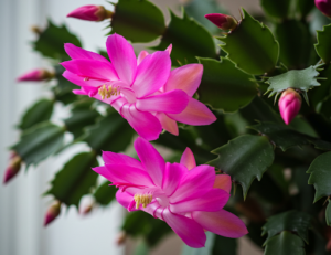 Give This to Your Cactus for Abundant and Frequent Blooms