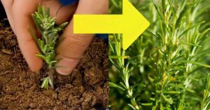 🌿 Rosemary: The “Branch Trick” to Multiply It Infinitely Without Spending a Cent