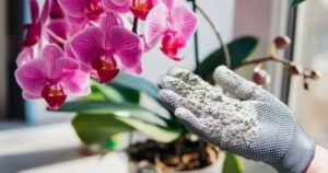 🌸 Healthy Orchids for Over 10 Years: The Secret Natural Remedy