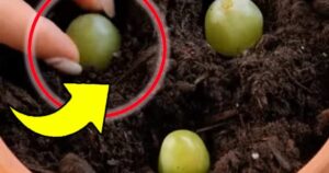 🍇 I Put 3 Grapes in a Vase Filled with Soil: After 10 Days, the Unthinkable Happens!